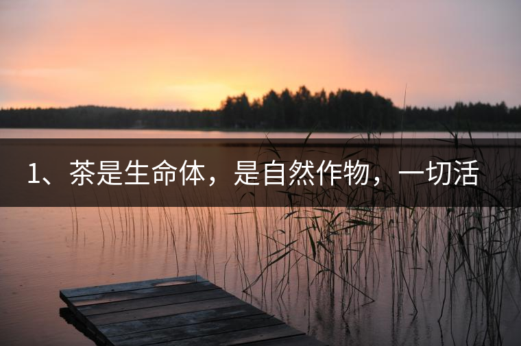 1、茶是生命體，是自然作物，一切活動(dòng)受自然規(guī)律影響。