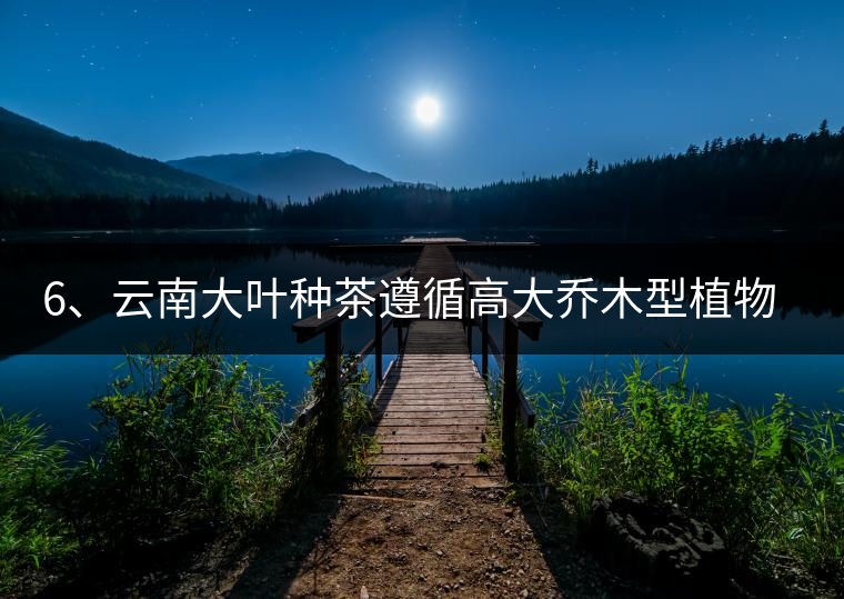 6、云南大葉種茶遵循高大喬木型植物的普遍規(guī)律。