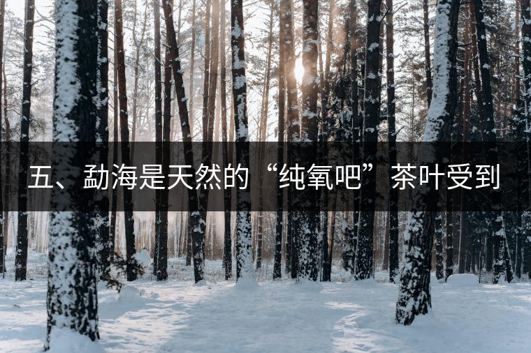 五、勐海是天然的“純氧吧”茶葉受到很好的潤澤