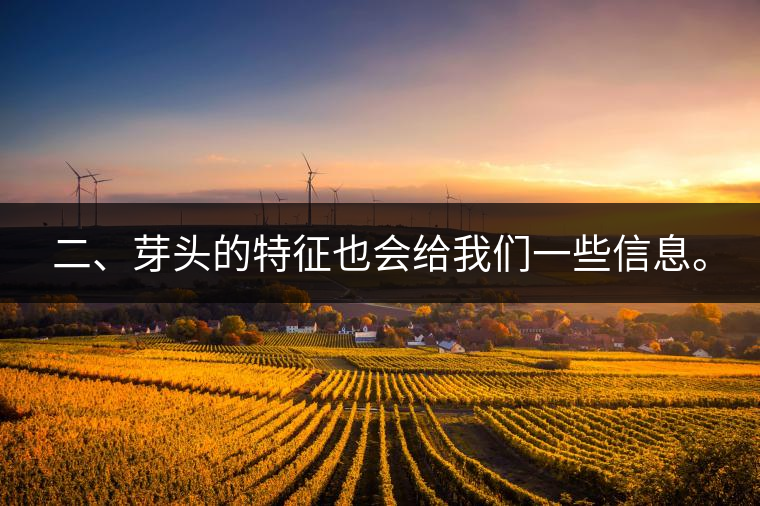 二、芽頭的特征也會給我們一些信息。