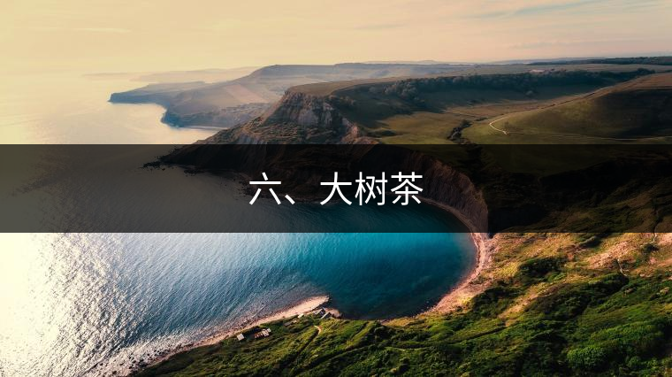 六、大樹茶
