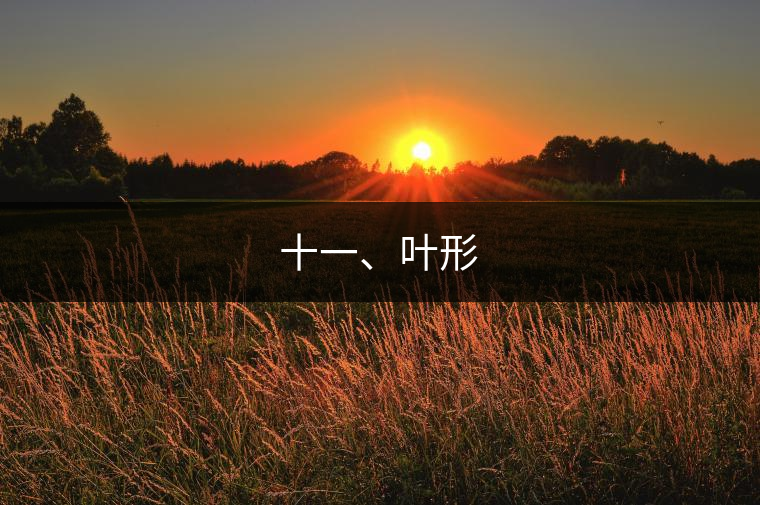 十一、葉形