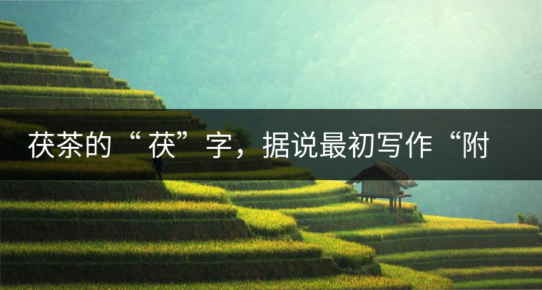 茯茶的“ 茯”字，據(jù)說最初寫作“附”，意思就是非“正”品，次等貨。茯磚茶選料多用質(zhì)地很老的茶葉，加上茶梗與枝葉拼配。陳化后，性溫，有著獨特的營養(yǎng)價值，更有助于幫助消化去膩。有些時候，茶傳播也有尷尬的時候，今天中原大地流行喝陳茶的時候，這個地方卻開始喝新茶。喝也喝出問題來，磚茶不適合品新，因為老枝葉含氟高的緣故，許多牧民甚至氟中毒，國家正在著手解決這一問題。但從根本上來說，還是需要消費者回到自己的傳統(tǒng)，把茶葉的儲藏習慣繼續(xù)保留。