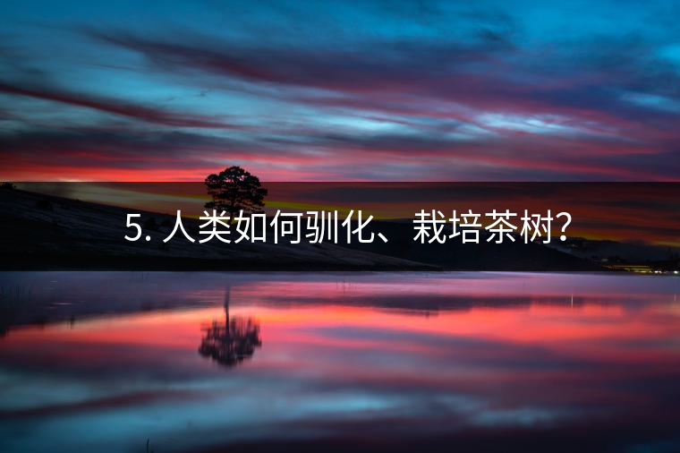 ??5. 人類如何馴化、栽培茶樹？
