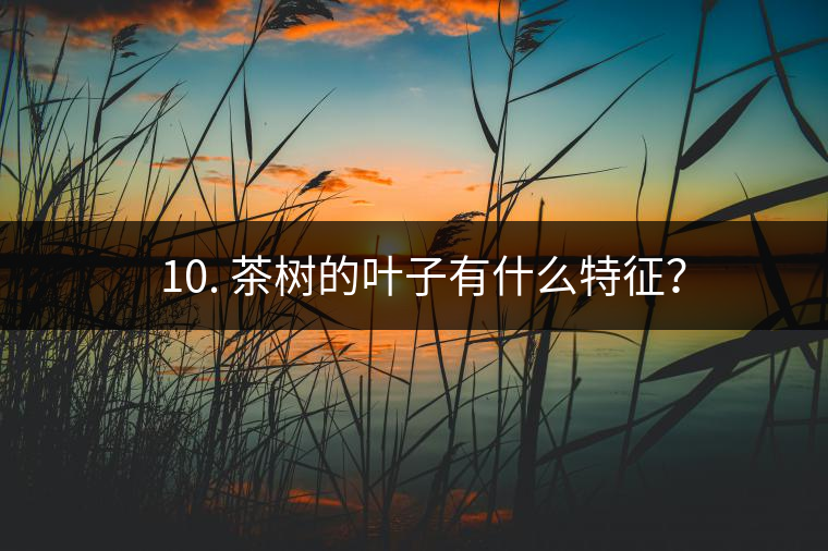 ? 10. 茶樹的葉子有什么特征？
