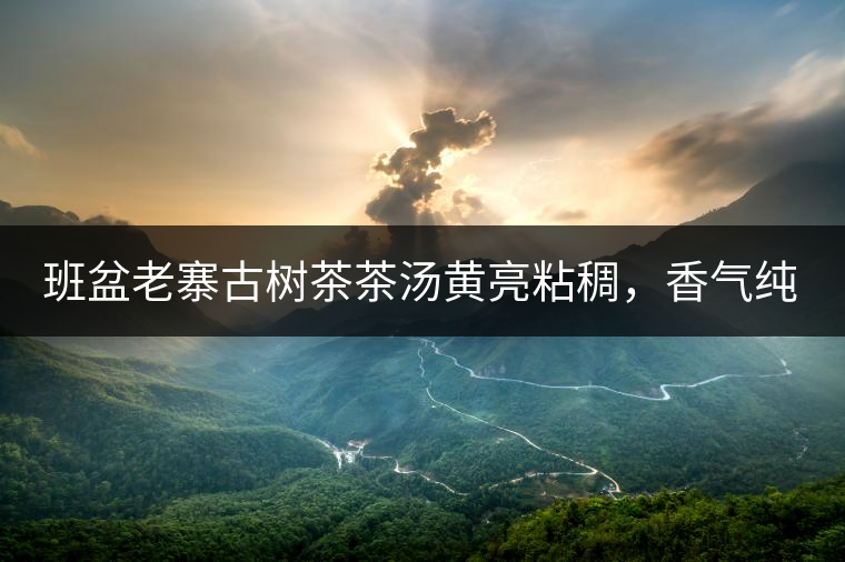 班盆老寨古樹茶茶湯黃亮粘稠，香氣純高，滋味清甜柔順，略苦澀，苦澀不會持久1-2秒后轉(zhuǎn)為甘甜，喉嚨清爽無燥感，舌面回甘，生津持久，外形條索油亮，肥大顯毫、葉脈清晰、葉質(zhì)軟。茶氣強勁、韻味回繞時間極長，滋味釅醇，茶氣凜冽，回甘生津較猛，喉韻較深。幾杯下肚有較為明顯的體感表現(xiàn)（背脊、額頭發(fā)汗），沒有其他雜味。