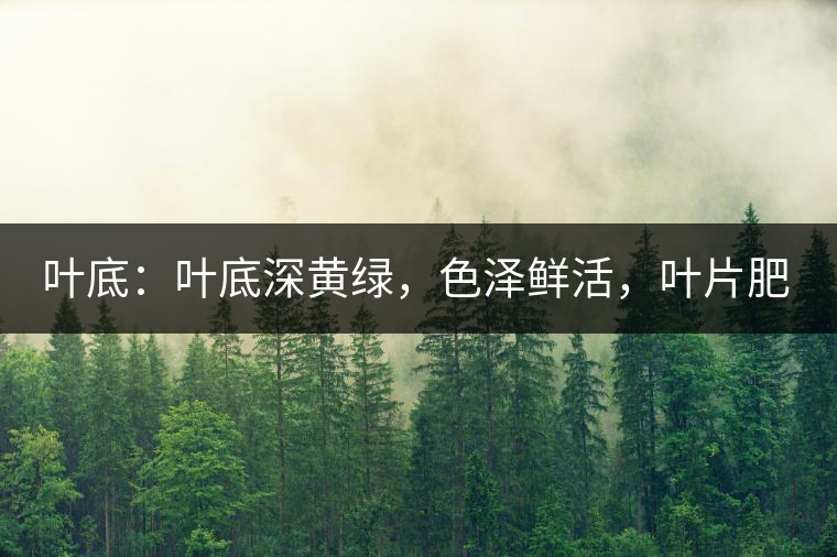 葉底：葉底深黃綠，色澤鮮活，葉片肥厚，梗莖肥壯，而且非常柔韌。