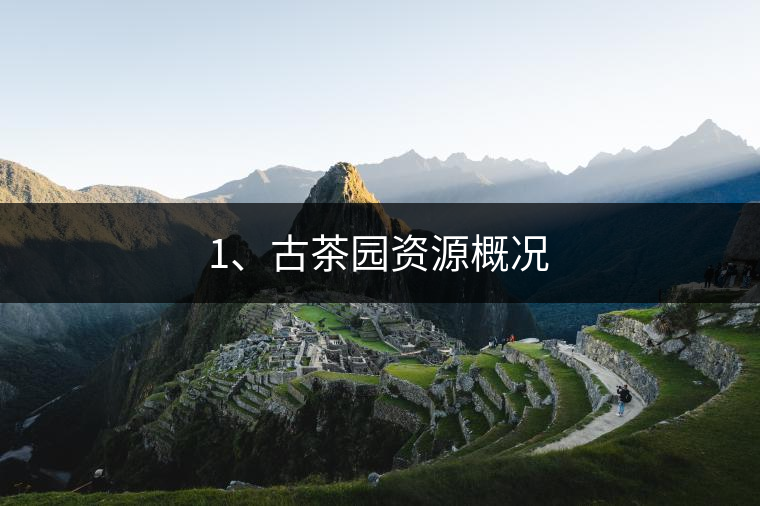 1、古茶園資源概況