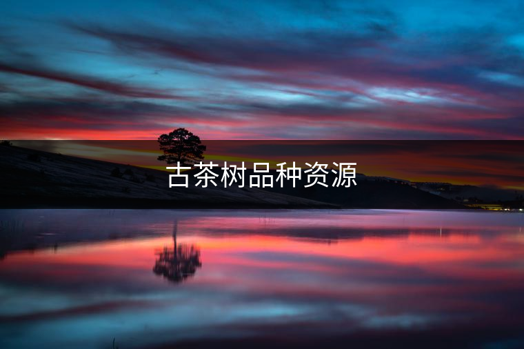 具有代表性的大茶樹有 具有代表性的大茶樹有