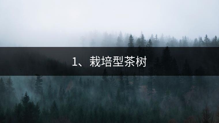 1、栽培型茶樹(shù)