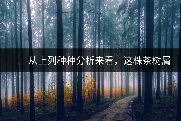 　　從上列種種分析來看，這株茶樹屬野生類型應(yīng)無疑問。