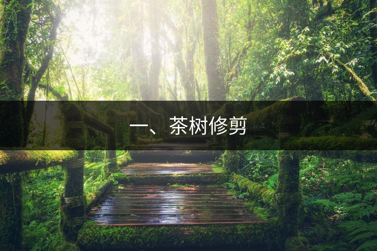 一、茶樹修剪