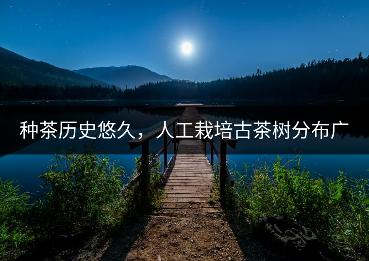 種茶歷史悠久，人工栽培古茶樹分布廣