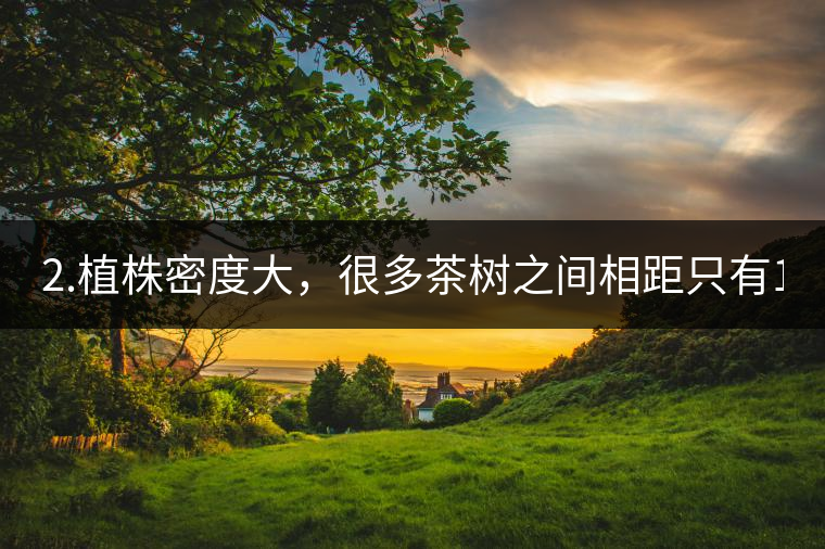 2.植株密度大，很多茶樹之間相距只有1-2米。