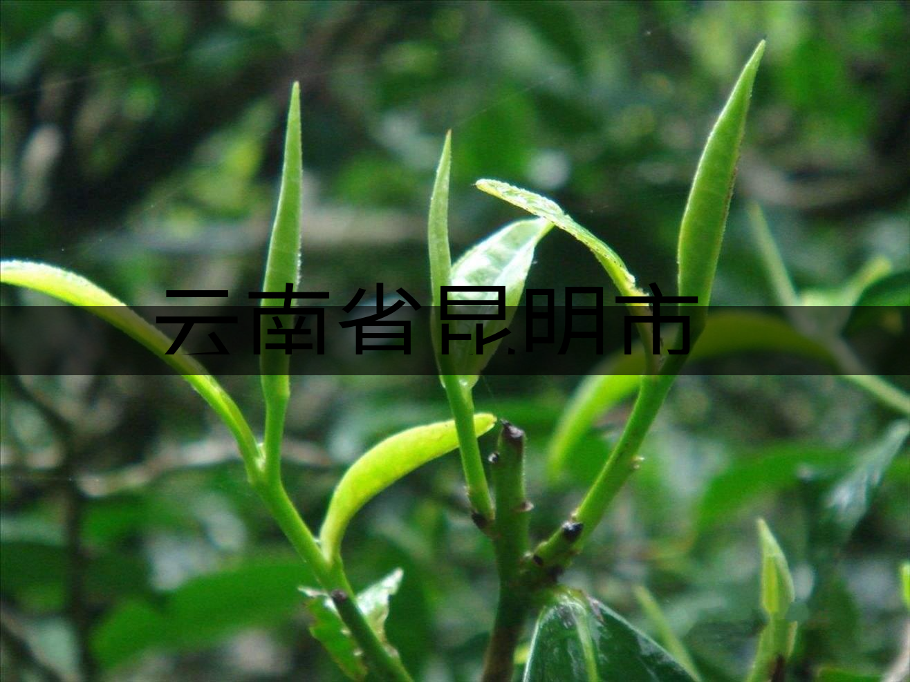 云南省昆明市茶業(yè)簡(jiǎn)述（二）