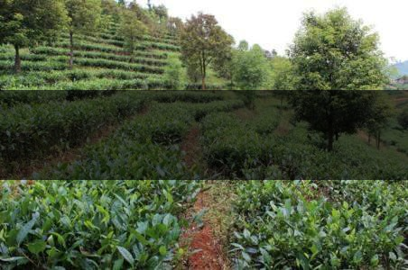 云南省思茅區(qū)茶業(yè)概況簡(jiǎn)述（上篇）