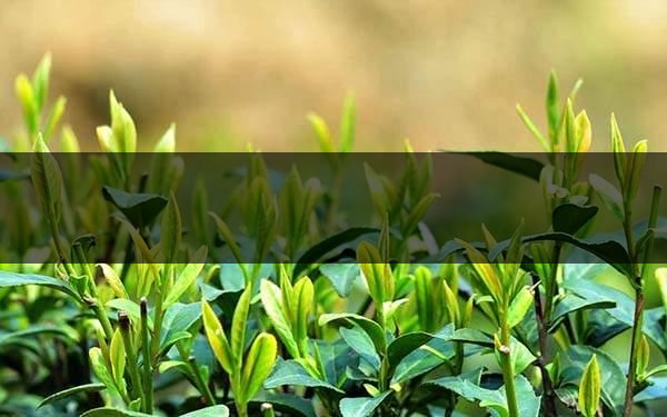 不同的身體癥狀分別該喝什么茶？