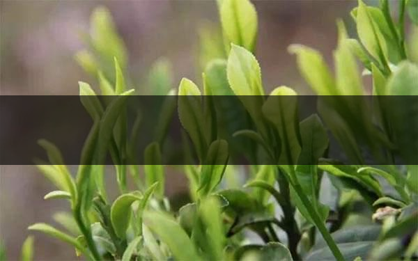 什么是雨前茶？雨前茶有何特點(diǎn)？