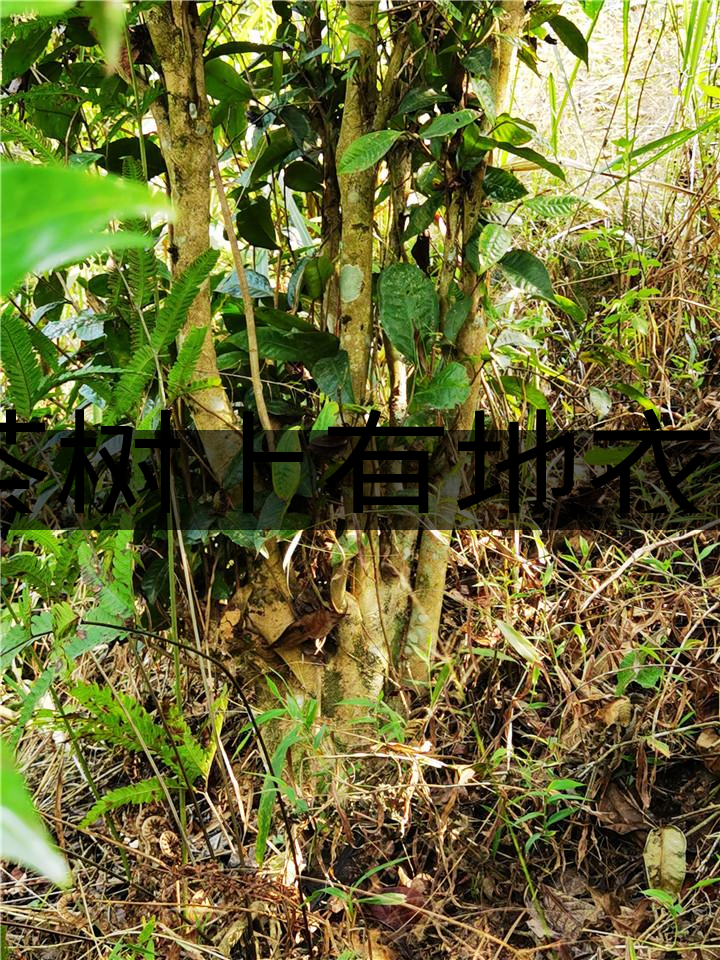 茶樹上有地衣或苔蘚是不是有害的？