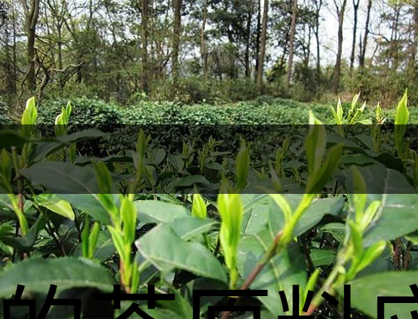 好的茶原料應(yīng)具備的幾個(gè)必要條件？