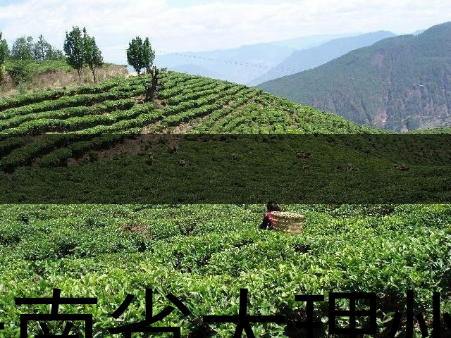 云南省大理州云龍縣茶業(yè)概況簡(jiǎn)述（第二講）