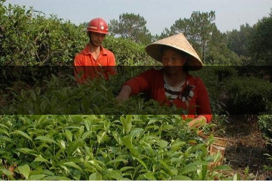 云南省德宏州瑞麗市茶業(yè)概況簡(jiǎn)述(上篇) 云南省德宏州瑞麗市茶業(yè)概況簡(jiǎn)述(上篇)