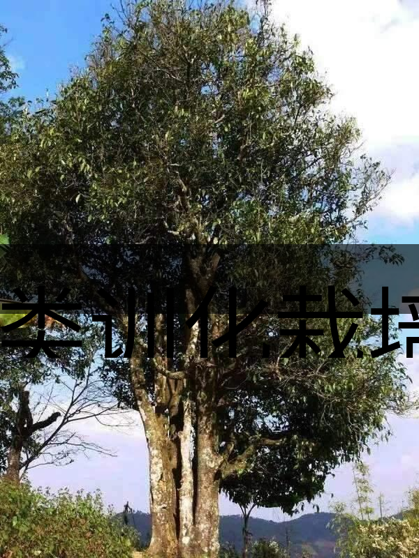 人類(lèi)訓(xùn)化栽培野生茶樹(shù)活標(biāo)本介紹