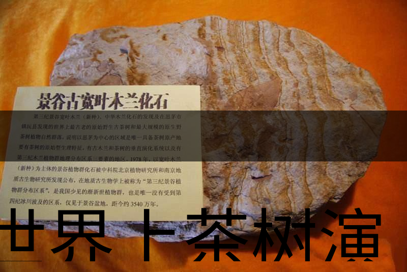 世界上茶樹演化的始祖是不是寬葉木蘭化石？