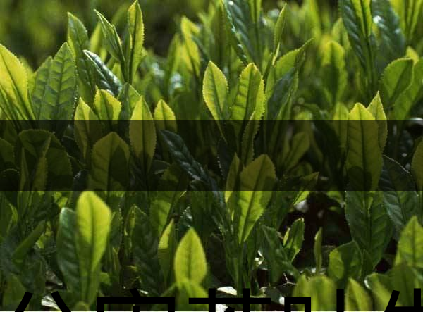 無公害茶葉生產(chǎn)規(guī)范的條件有哪些？（上篇）