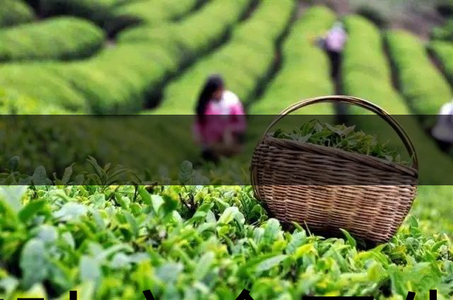 茶葉安全衛(wèi)生與我國相關法規(guī)管理體系簡述(壹)-1 茶葉安全衛(wèi)生與我國相關法規(guī)管理體系簡述(壹)-1