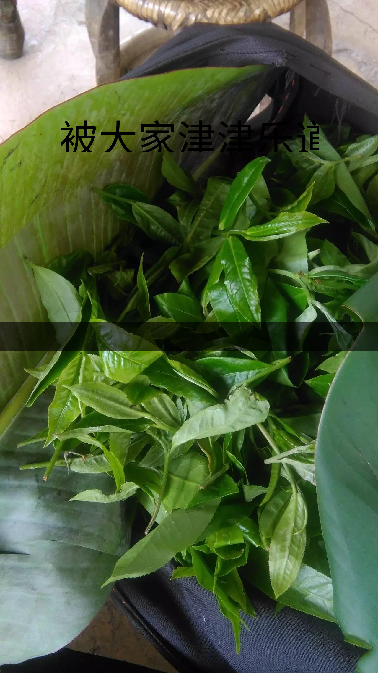 被大家津津樂道的森林茶，你知道是什么？-1-1