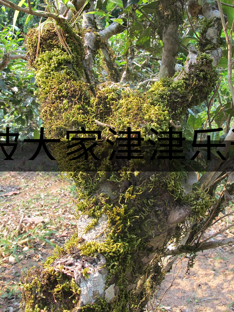 被大家津津樂道的森林茶，你知道是什么？-3-1