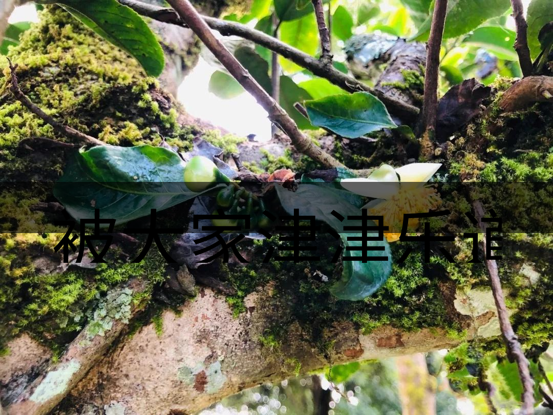 被大家津津樂道的森林茶，你知道是什么？-4-1