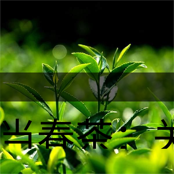 正當(dāng)春茶：關(guān)于這些茶知識你知道嗎？-1