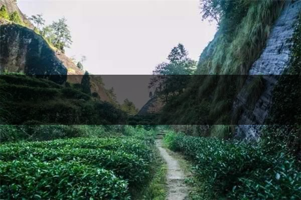 喝武夷山巖茶的香，什么是工藝香？-4