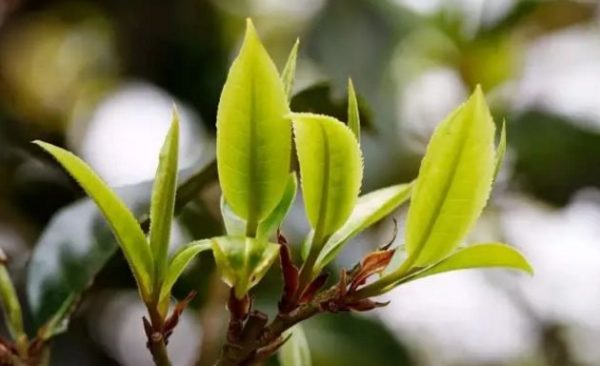 一杯刮風(fēng)寨，邂逅山野之韻