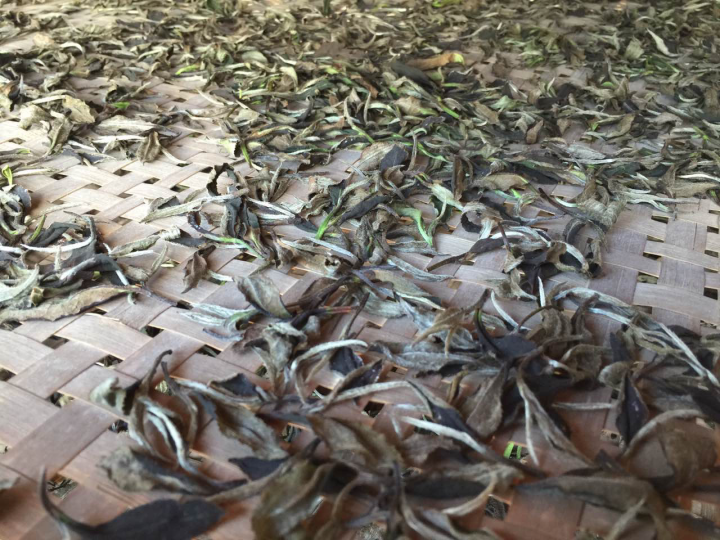 2020年普洱春茶的故事你想好了嗎？