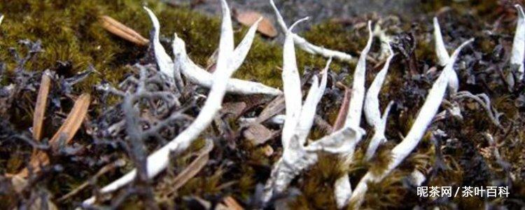 雪茶是什么茶