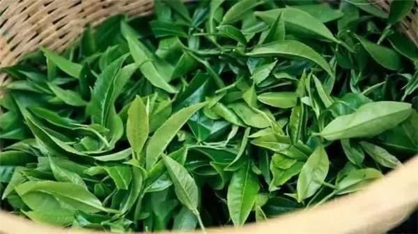 2021年曼秀古樹(shù)茶，易武的超級(jí)黑馬