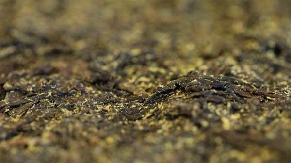 你手中的茯茶金花有可能是假金花？