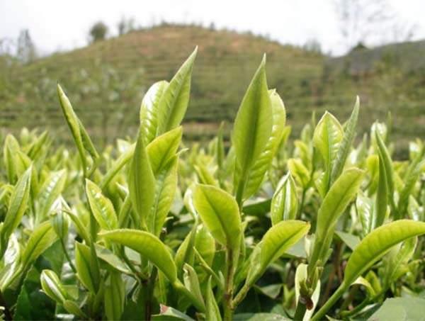 春茶到底好在哪里？