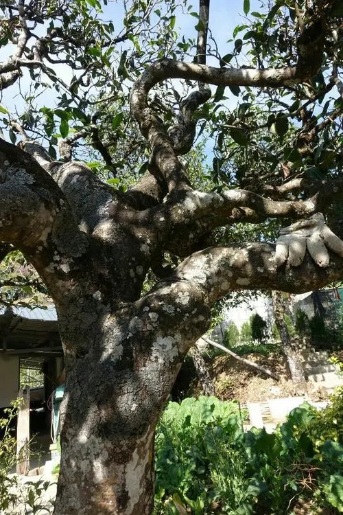 2021年冰島秋茶為何也受喜愛？