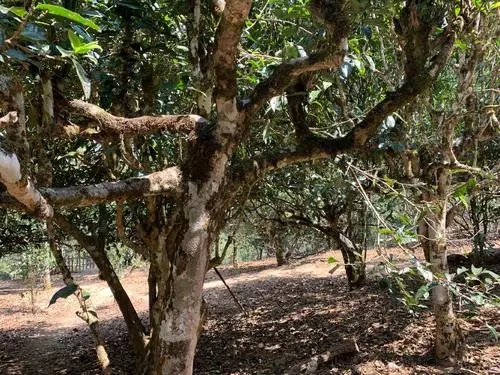 2021年磨烈古樹秋茶口感有什么特點(diǎn)?