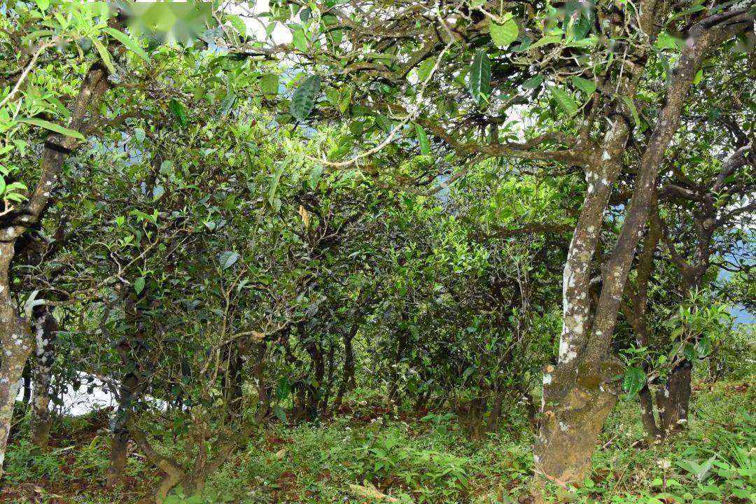 2021年磨烈古樹秋茶會是趕超冰島的存在嗎？