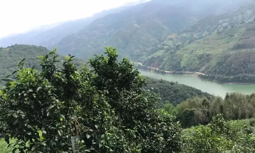 2021年單論茶氣，冰島也不如它-磨烈古樹秋