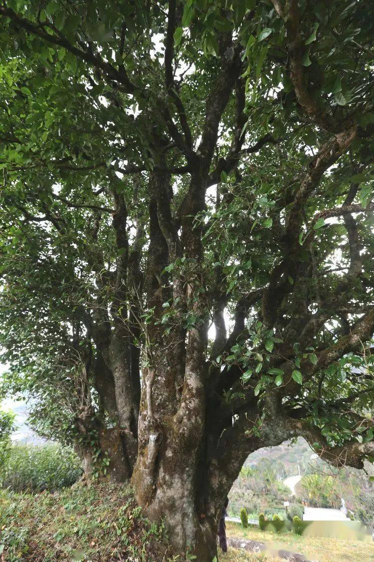 2021臨滄大戶賽秋茶因何被稱為潛力股？