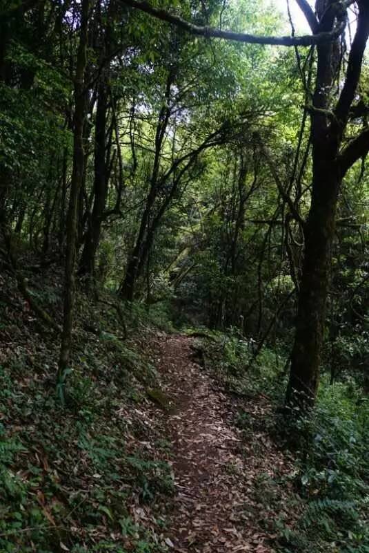 2021年大戶賽古樹秋茶價格是多少？