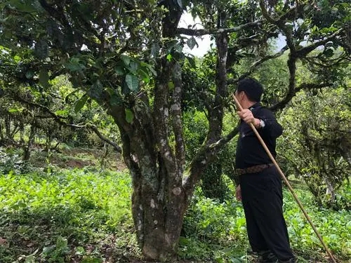 2021年大雪山古樹秋茶特點？