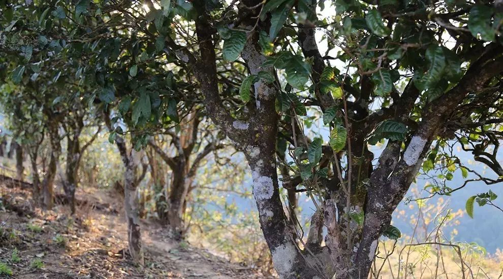 2021年大雪山古樹秋茶口感品鑒？