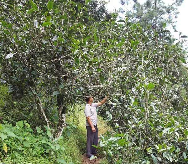 2021壩糯古樹秋茶藤條茶！不是樹種，而是這樣形成的！